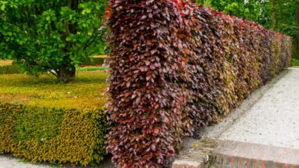 Afbeelding haagplanten - Spekvoordeel.nl