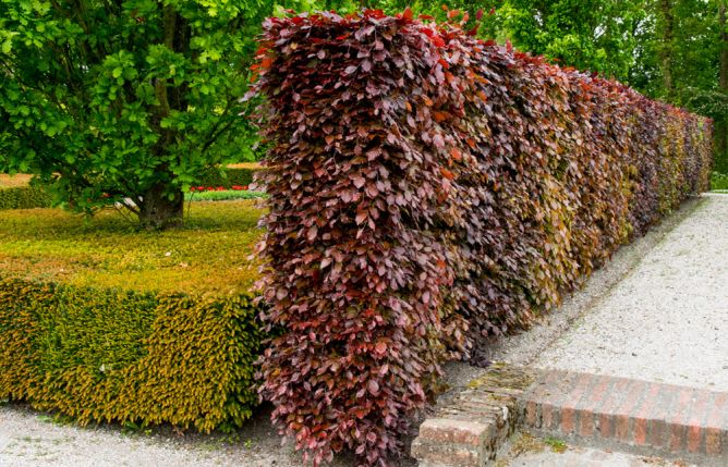 Afbeelding haagplanten - Spekvoordeel.nl