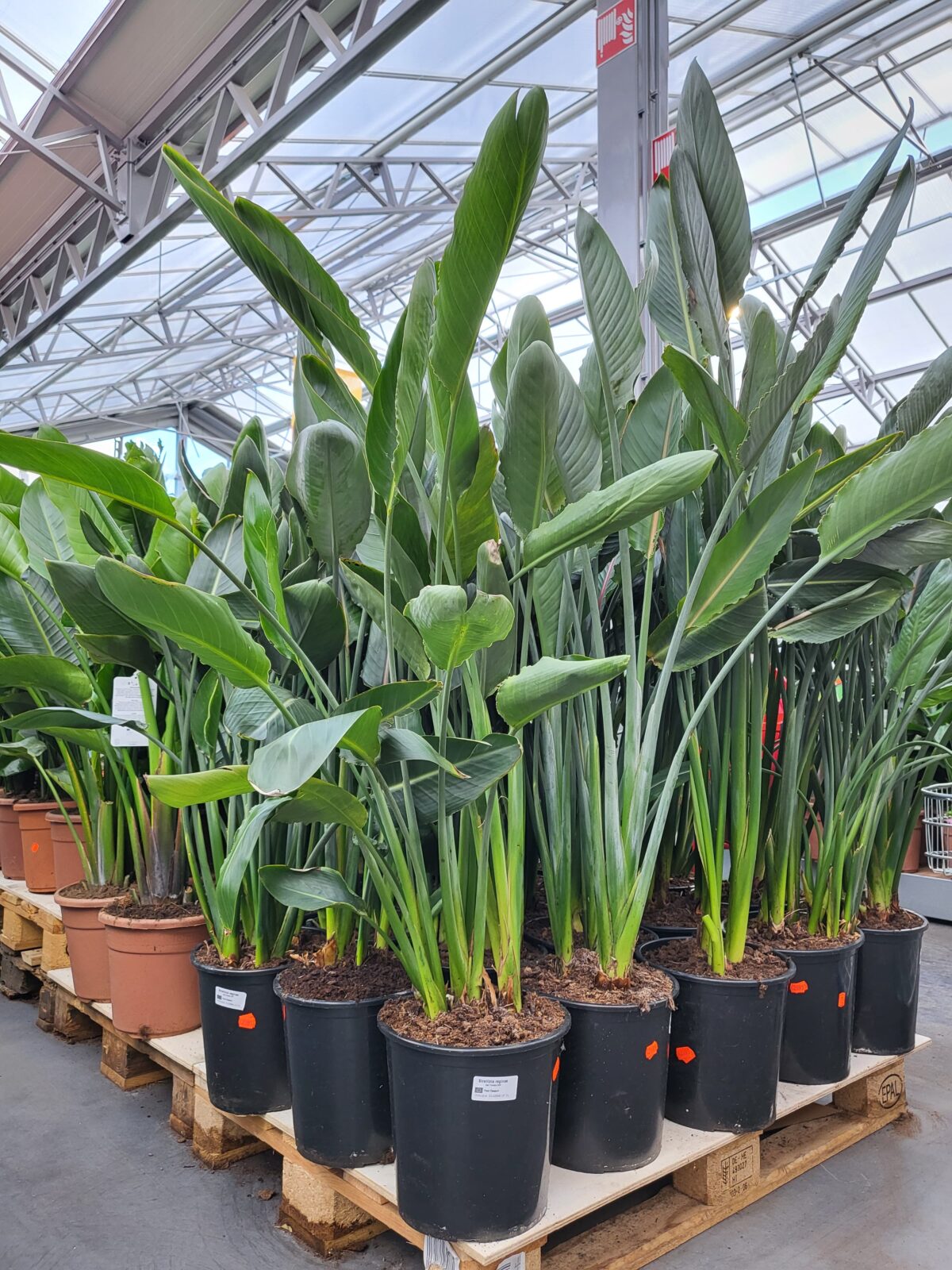 Afbeedling Strelitzia - Spekvoordeel.nl