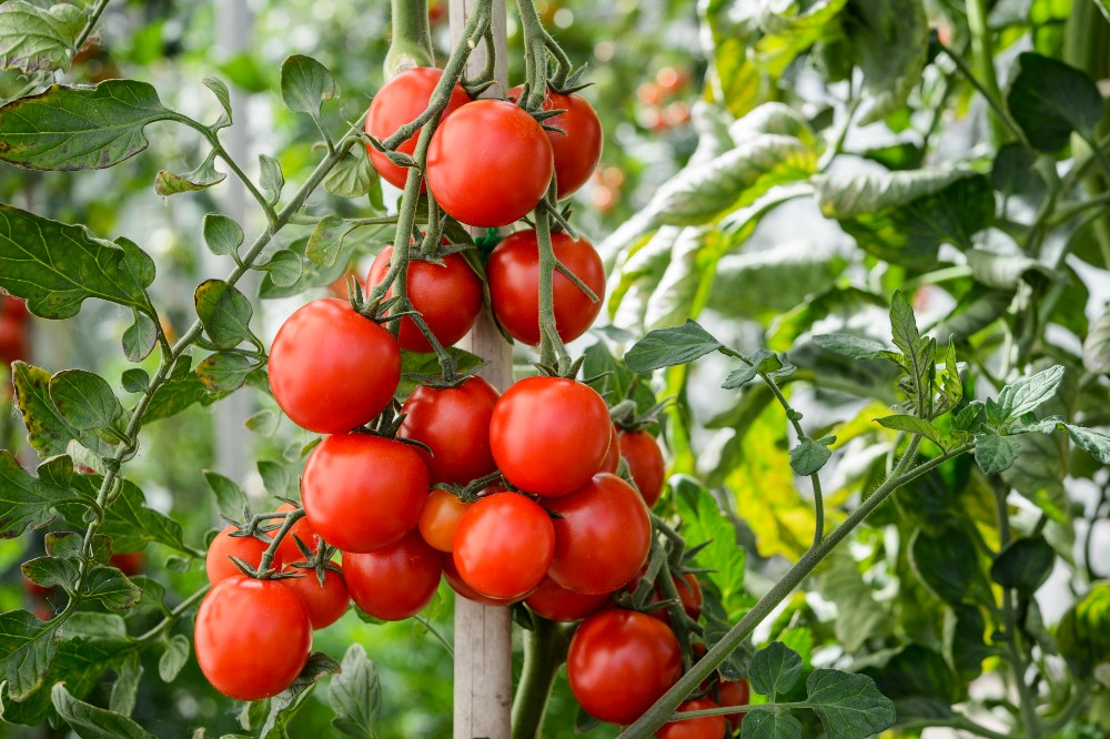 Afbeelding meststoffen-moestuin-mest - Spekvoordeel.nl