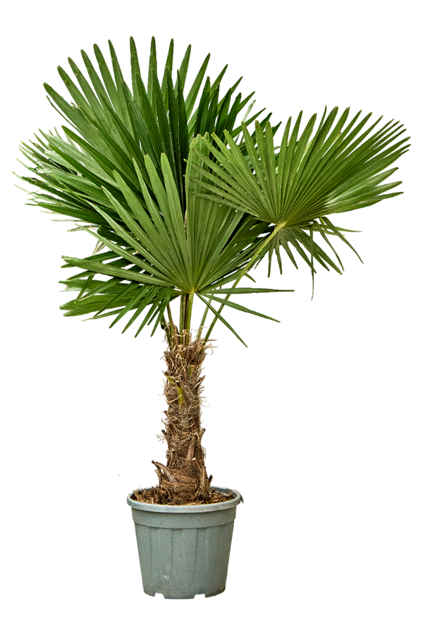 Afbeedling Trachycarpus Fortunei (dikke stam) - Spekvoordeel.nl