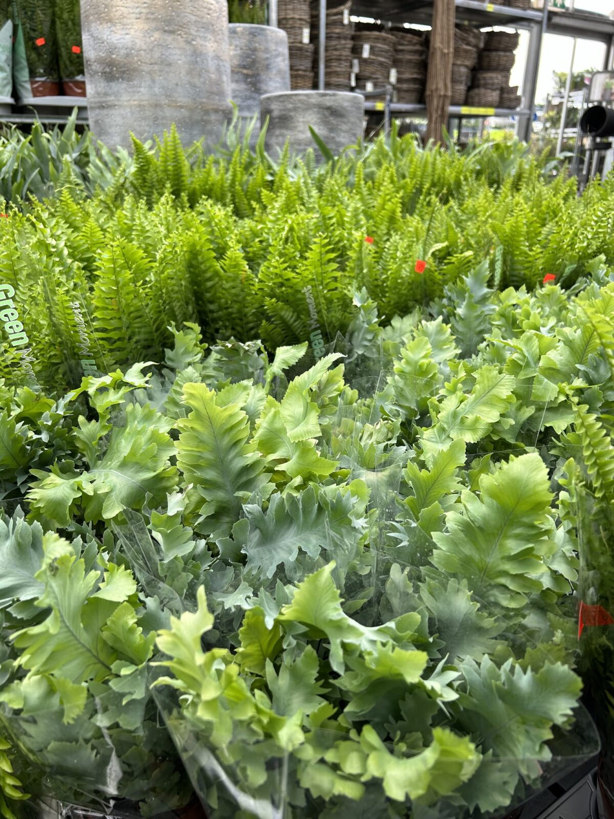 Afbeedling Varens - Spekvoordeel.nl