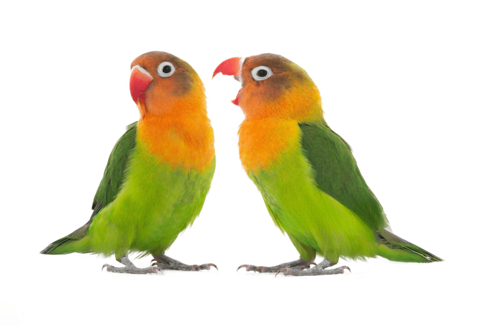 Vogels