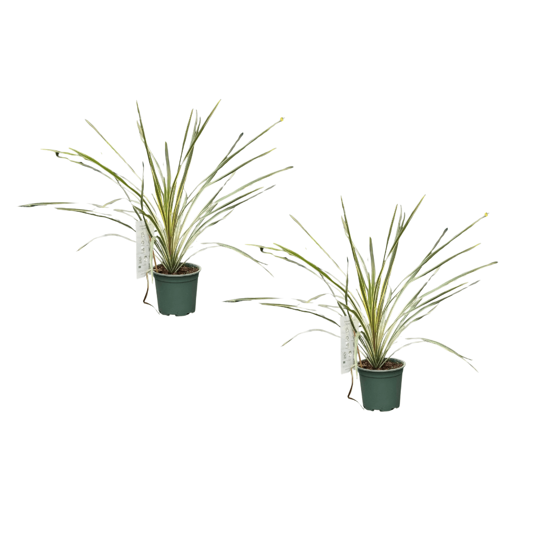 Afbeedling Cordyline - Spekvoordeel.nl
