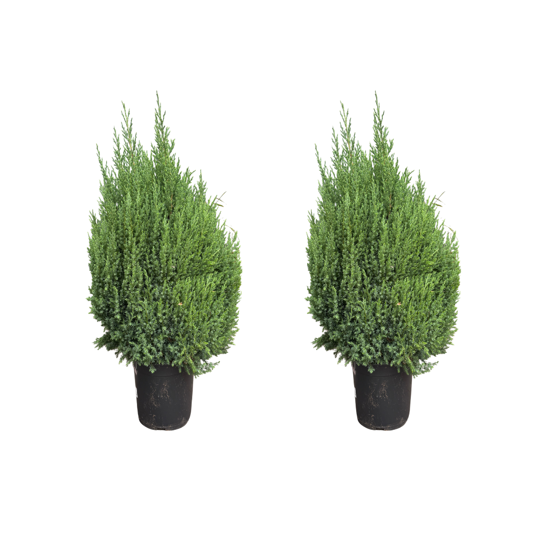 Afbeedling Juniperis stricta - Spekvoordeel.nl