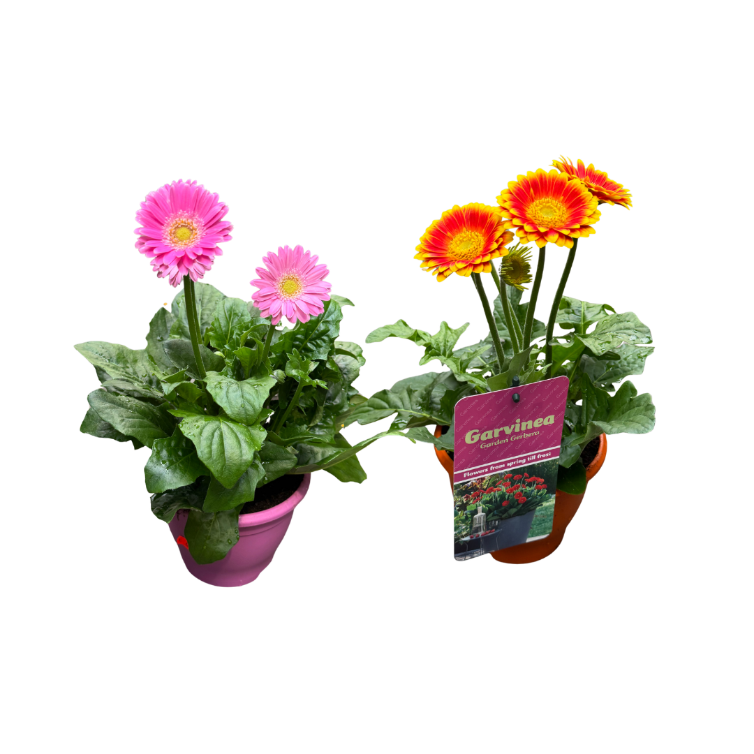 Afbeedling Gerbera - Spekvoordeel.nl