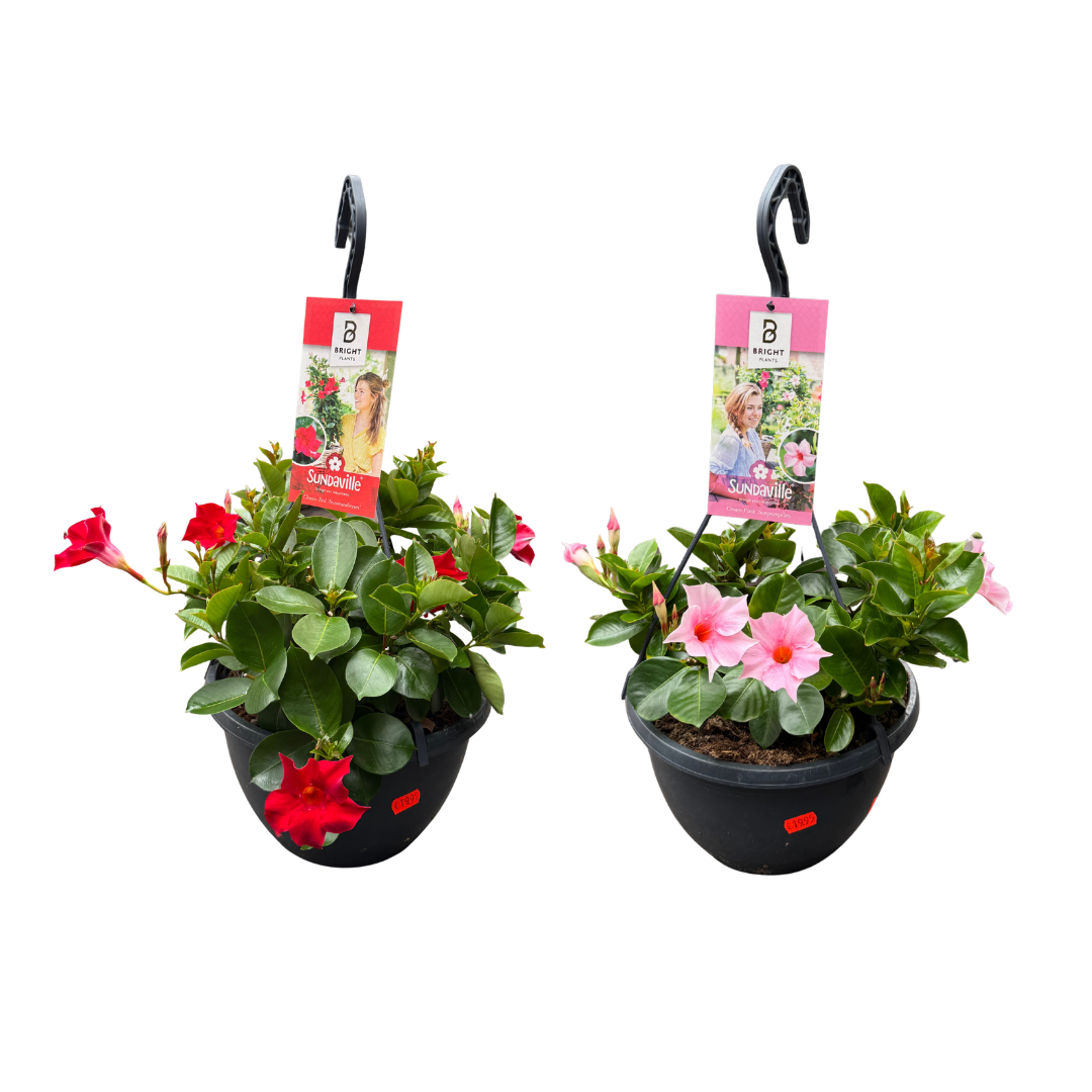 Afbeedling Mandevilla hangpot - Spekvoordeel.nl