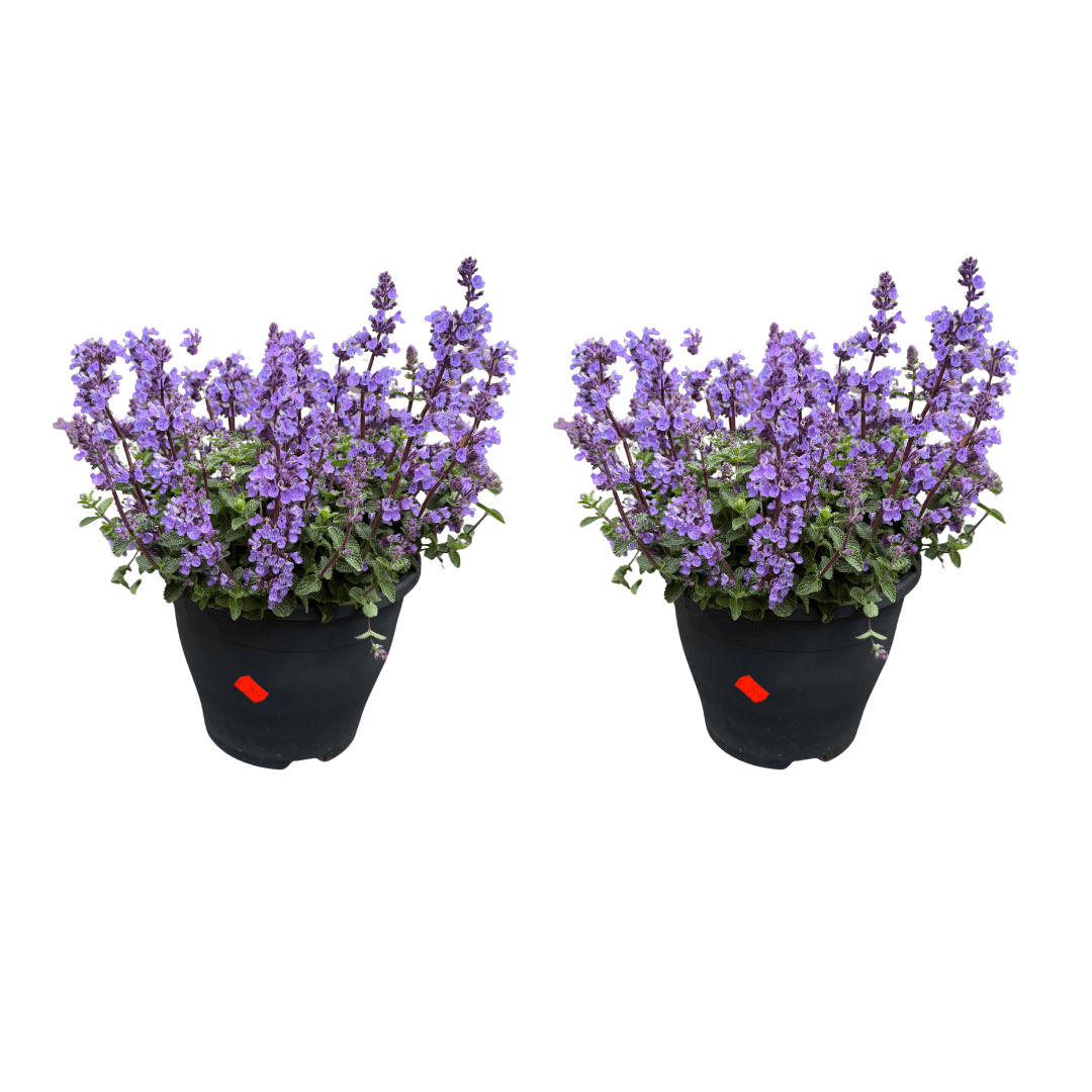 nepeta