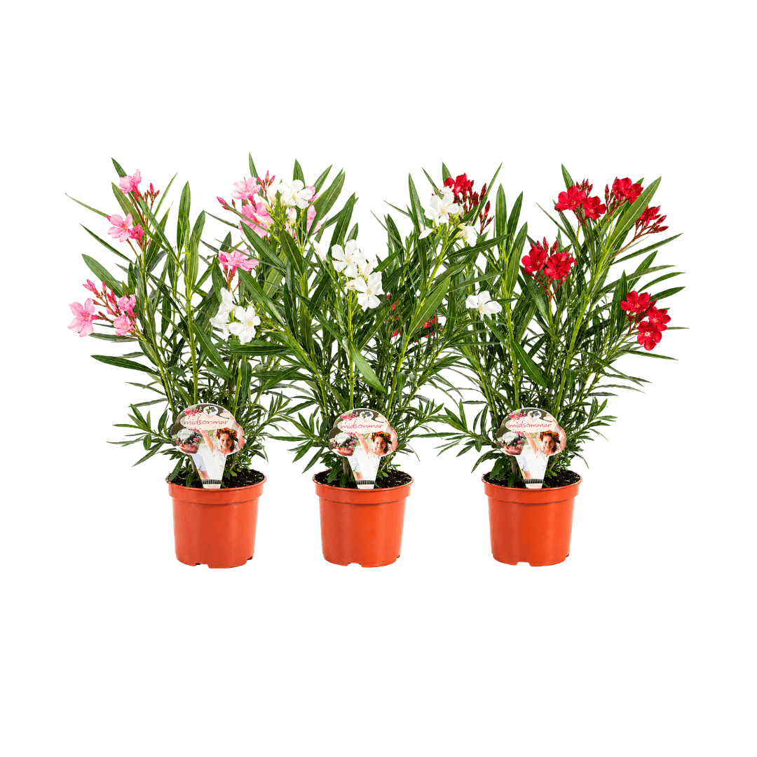 oleander