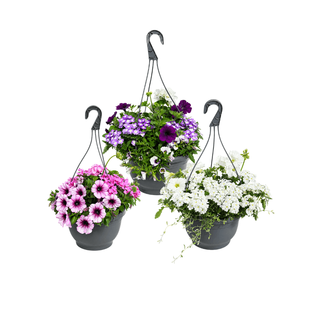perkplanten hangpot