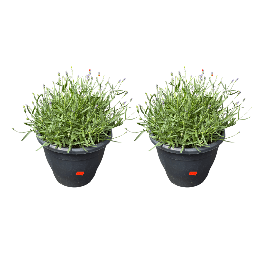 lavendel