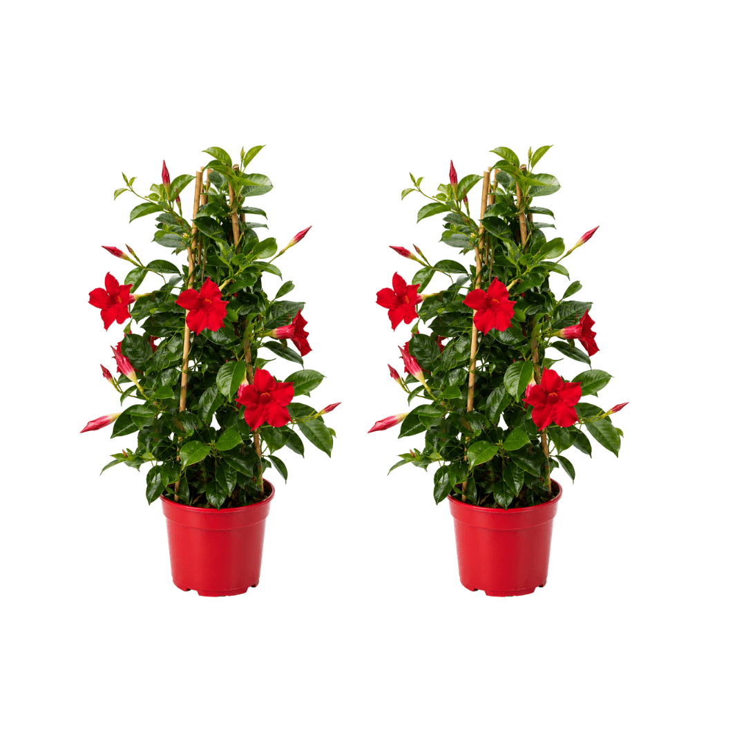 mandevilla