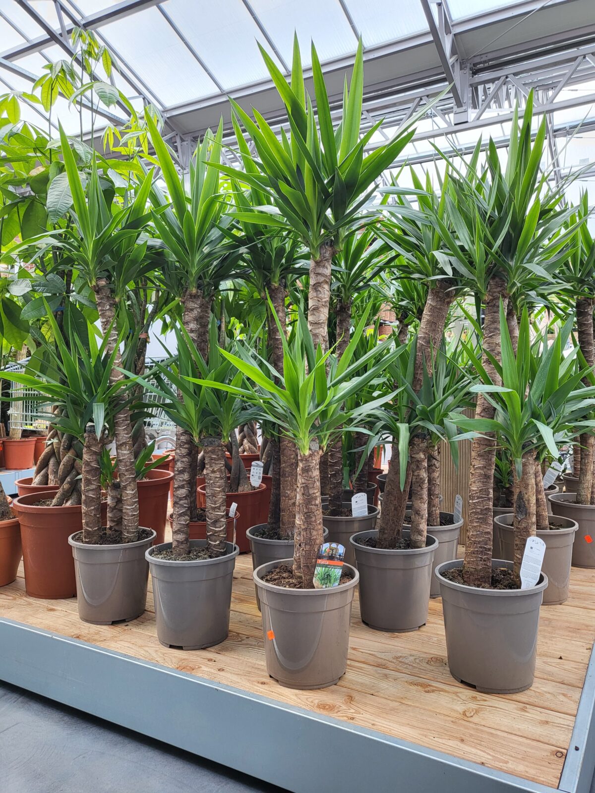 Afbeedling Yucca - Spekvoordeel.nl