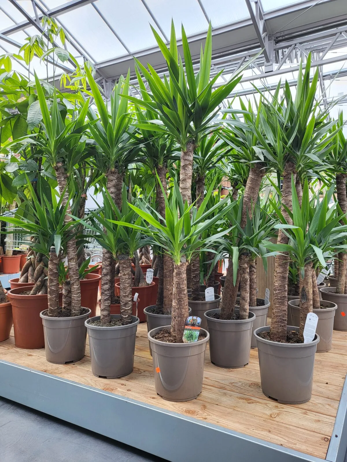 Afbeedling Yucca - Spekvoordeel.nl
