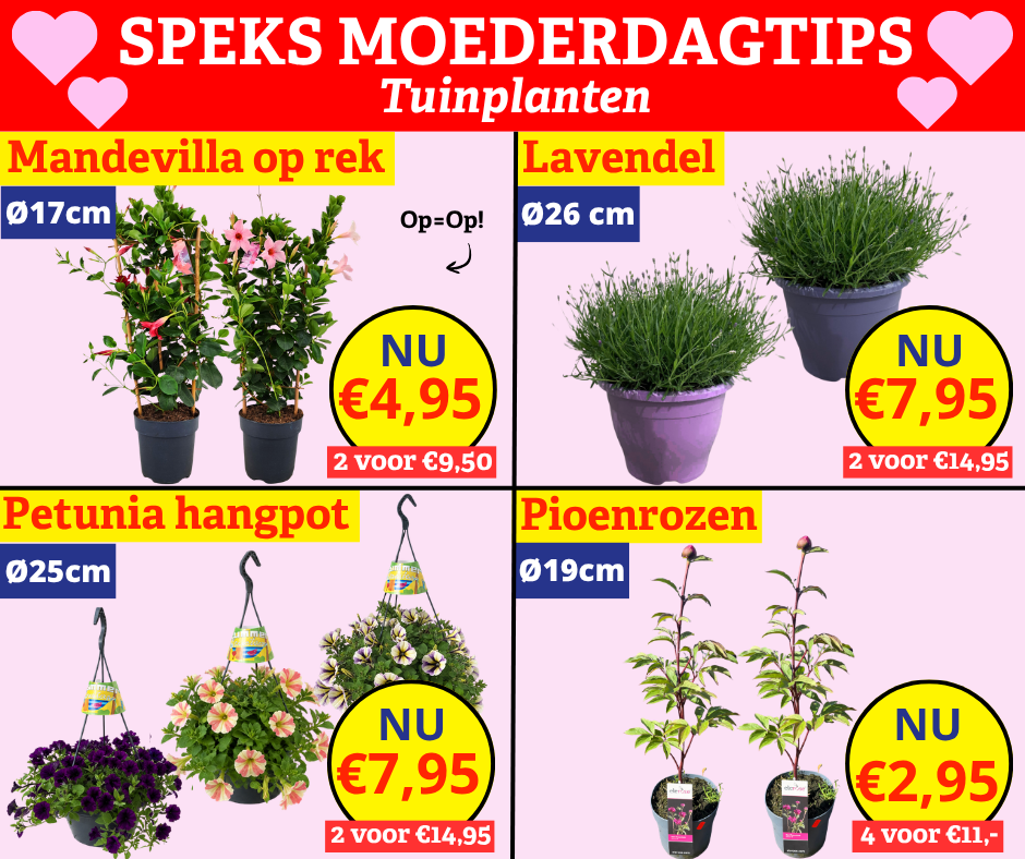 Tuinplanten