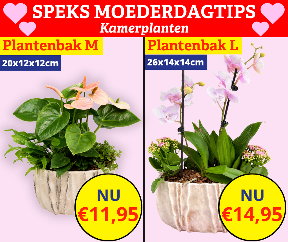 kamerplanten