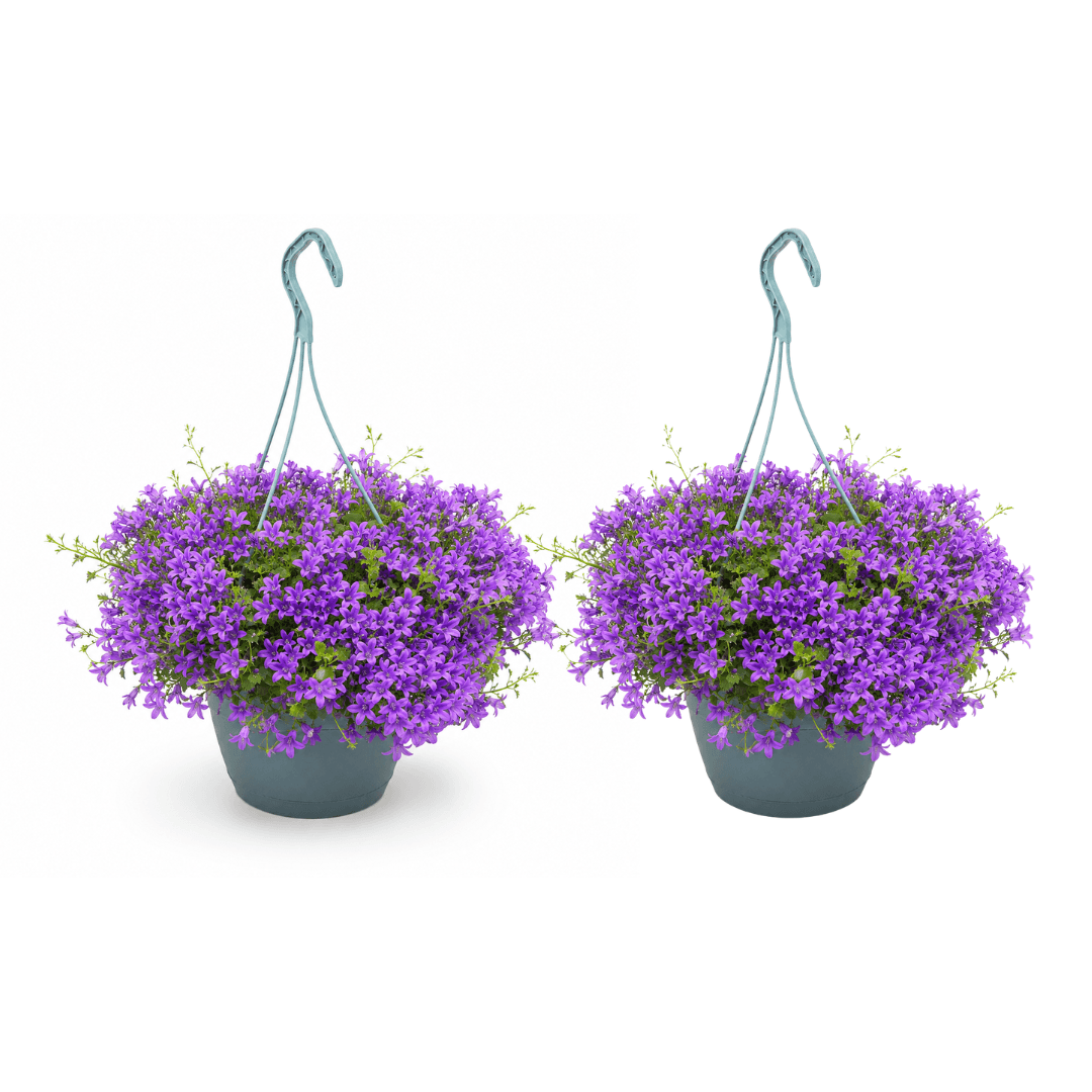 campanula
