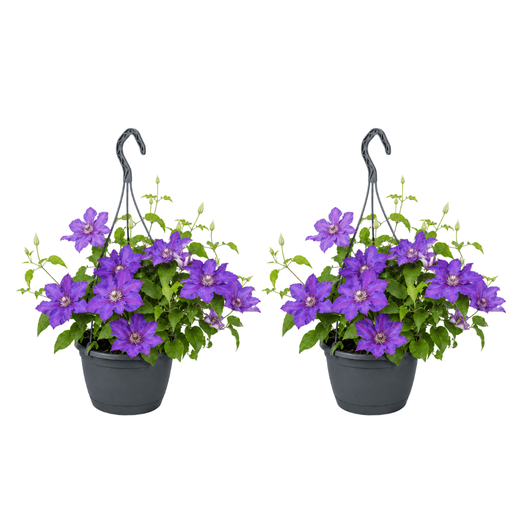clematis