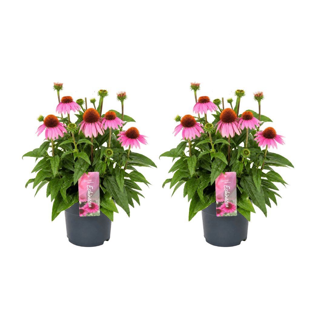 Echinacea