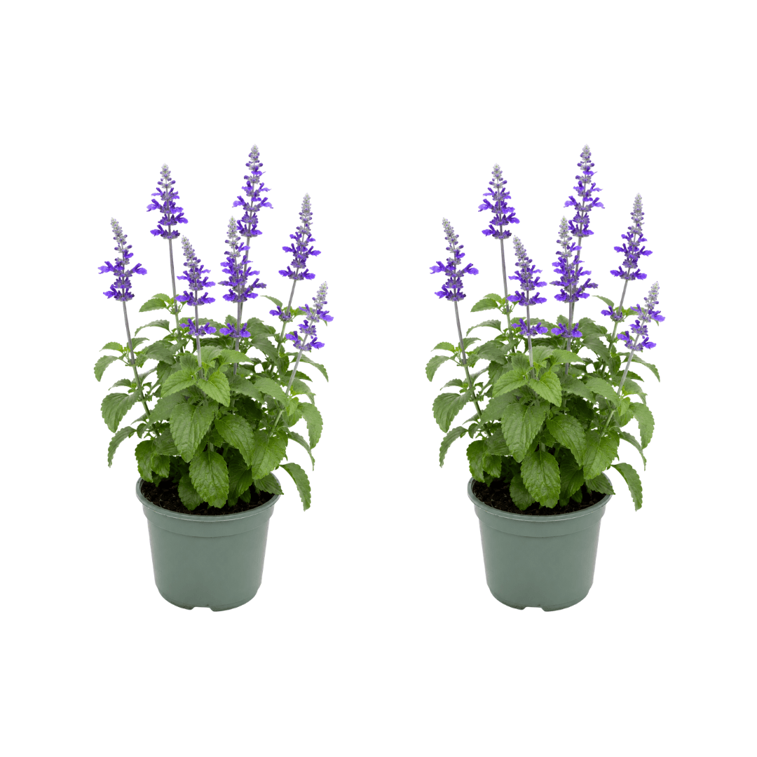 salvia