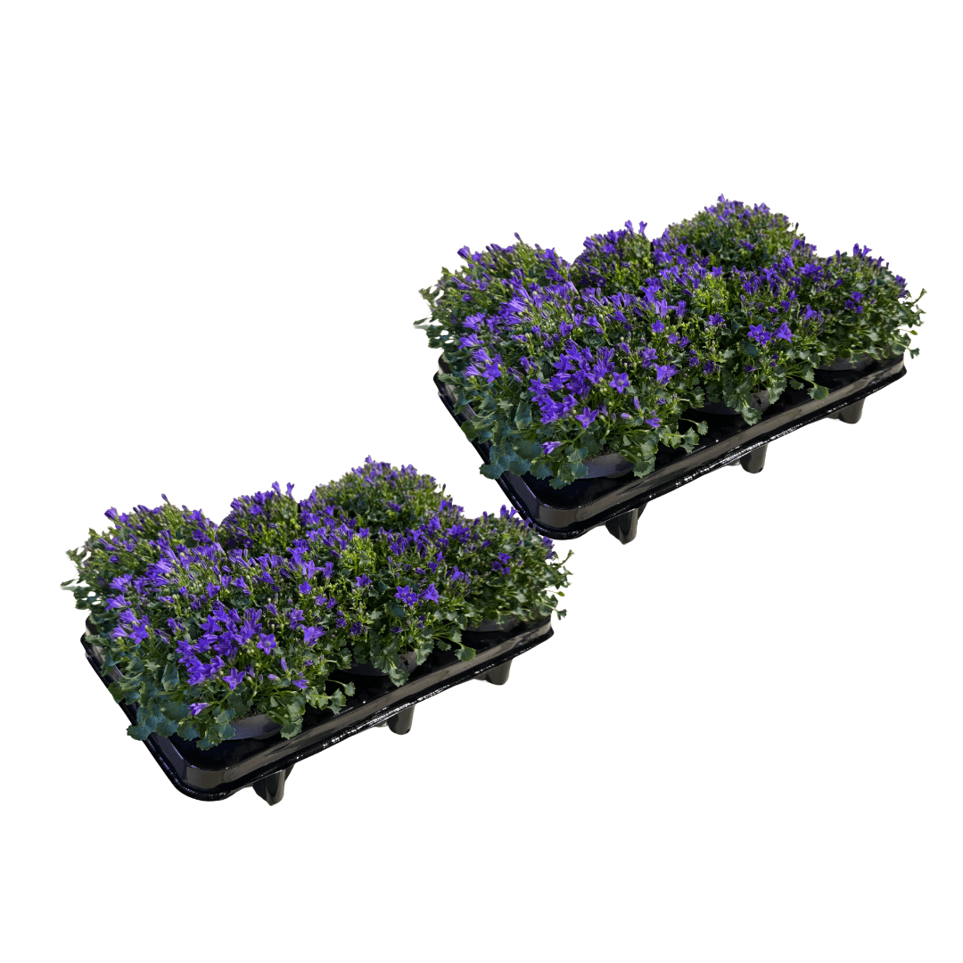 campanula