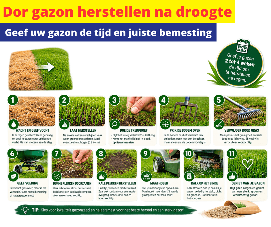 Gazontips na de droogte