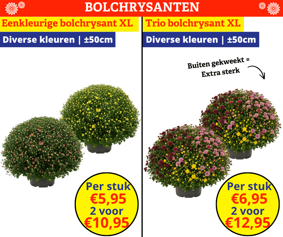 Bolchrysanten