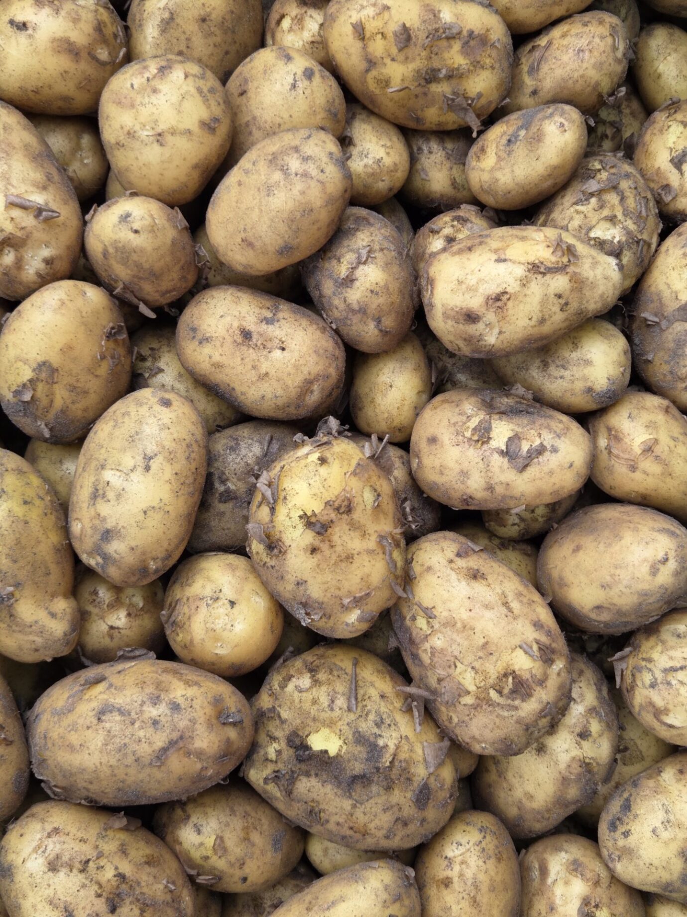 Frieslanders
