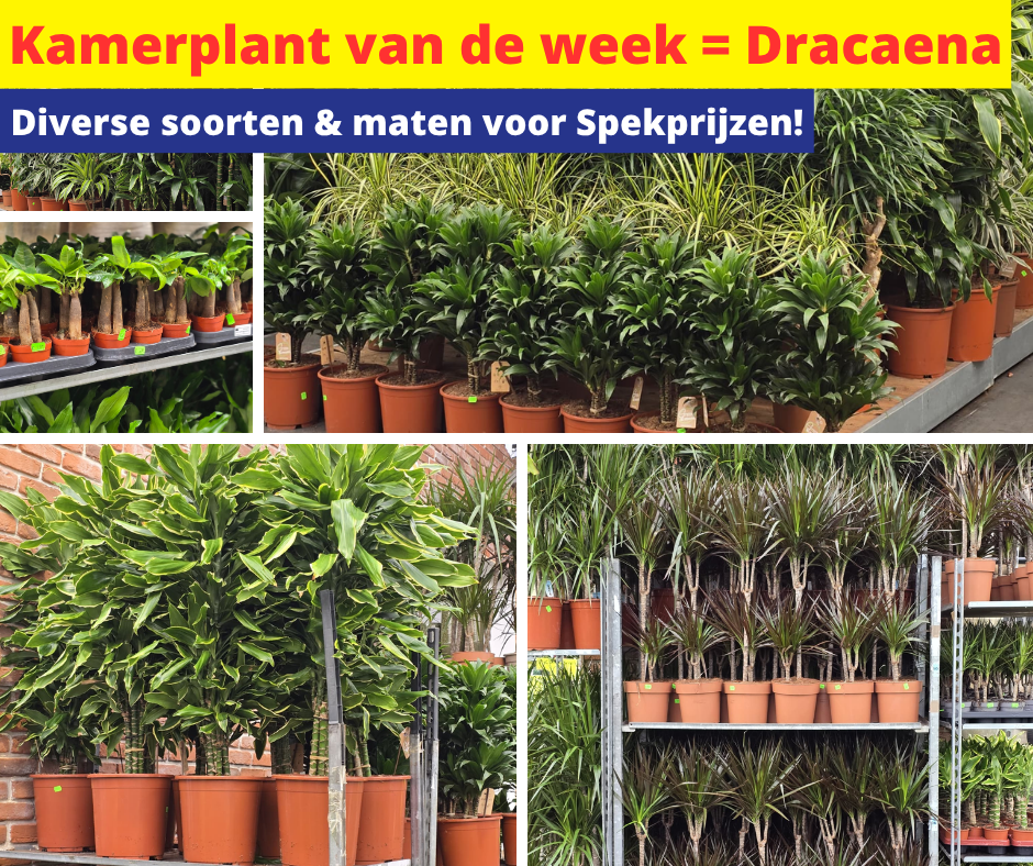 Kamerplant van de week = Dracaena